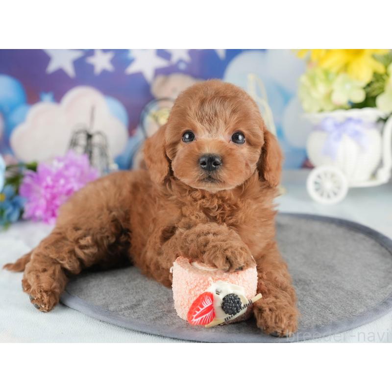 販売中の茨城県のトイプードル-447681の5枚目