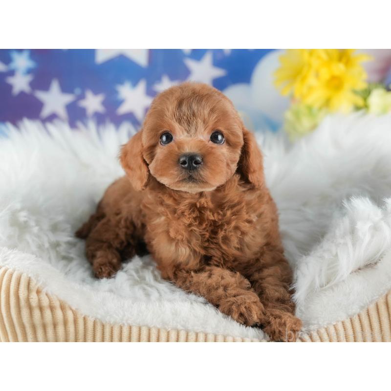 販売中の茨城県のトイプードル-447681の4枚目