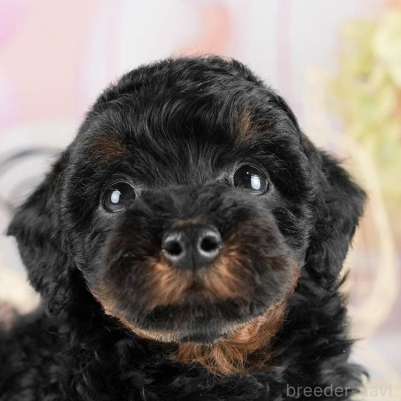 販売中の茨城県のトイプードル-447683