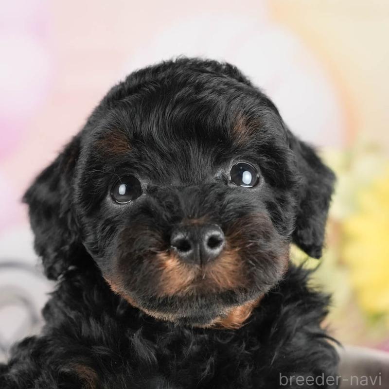 販売中の茨城県のトイプードル-447683の9枚目