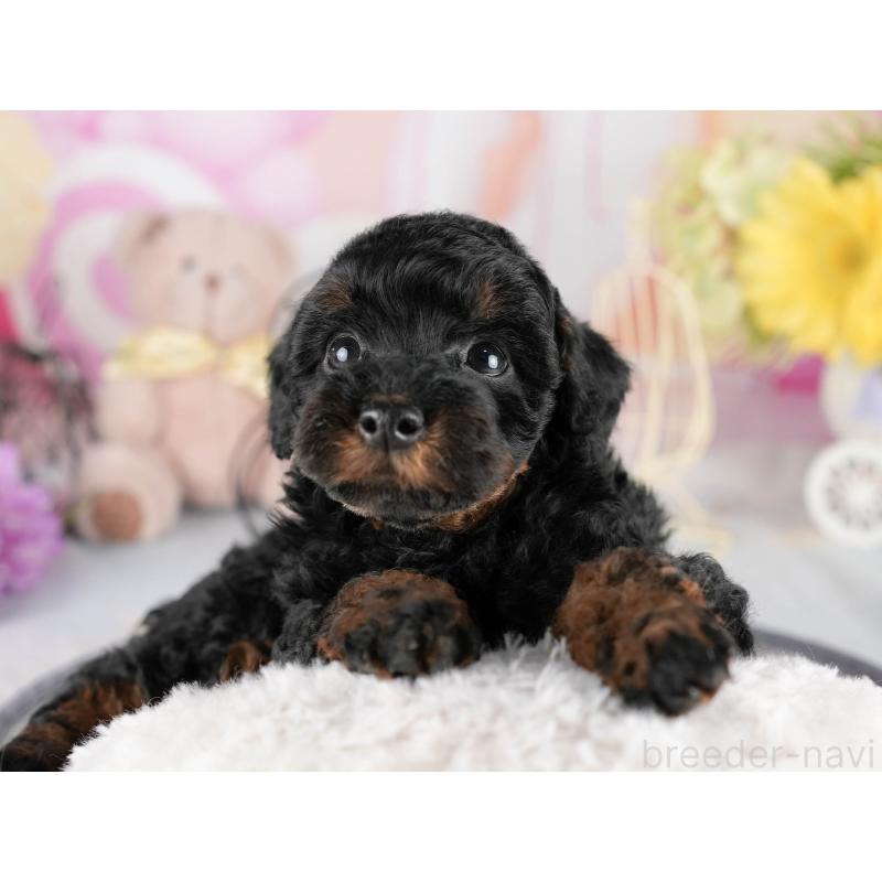 販売中の茨城県のトイプードル-447683の8枚目