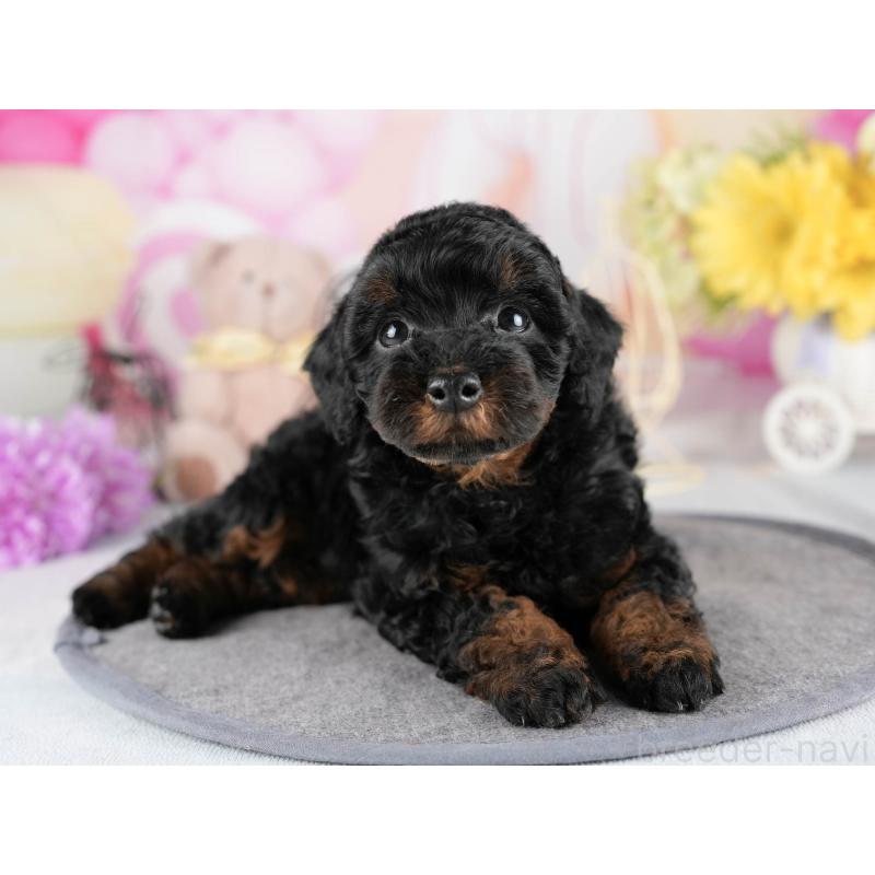 販売中の茨城県のトイプードル-447683の7枚目