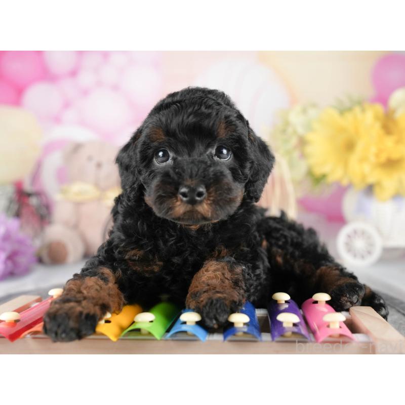 販売中の茨城県のトイプードル-447683の6枚目