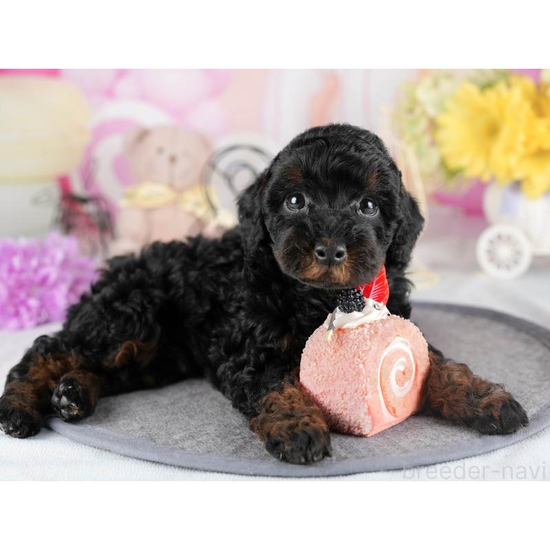 販売中の茨城県のトイプードル-447683の5枚目