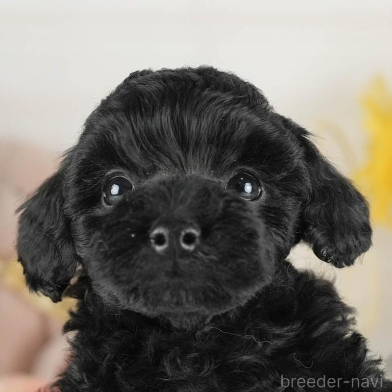 販売中の茨城県のトイプードル-447684