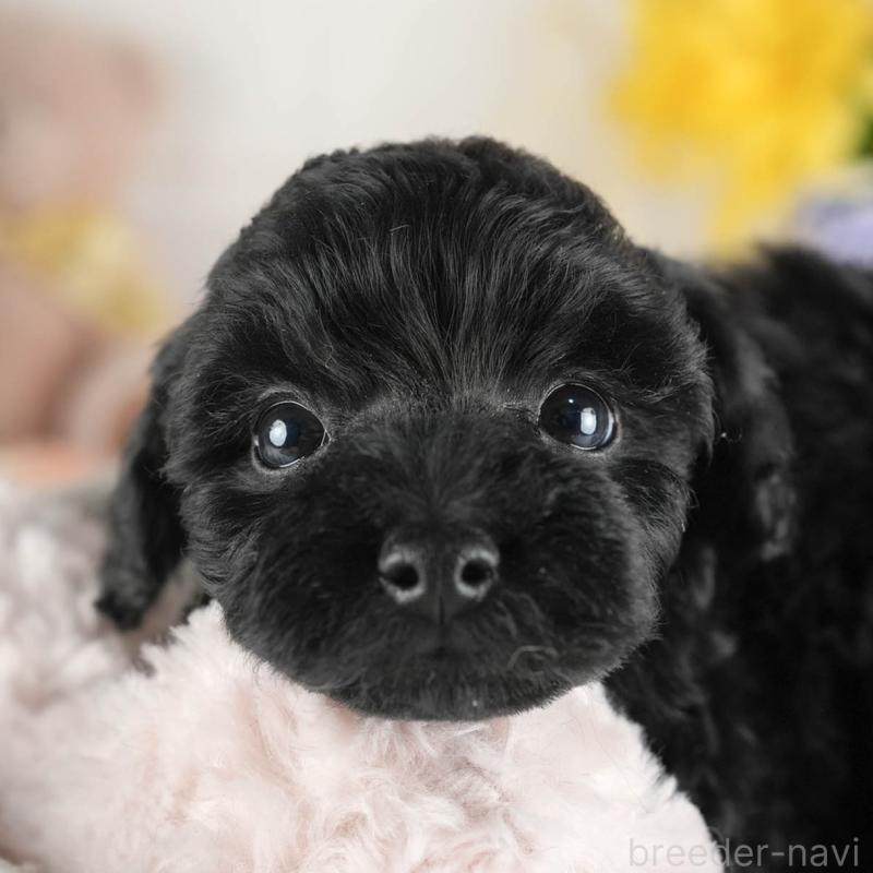 販売中の茨城県のトイプードル-447684の9枚目