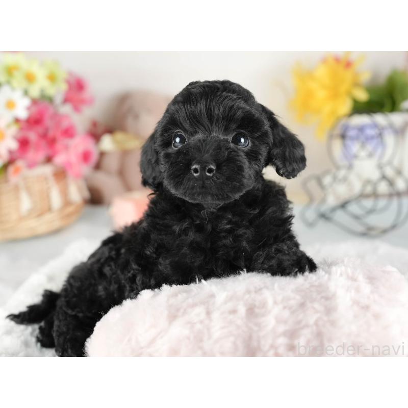 販売中の茨城県のトイプードル-447684の8枚目