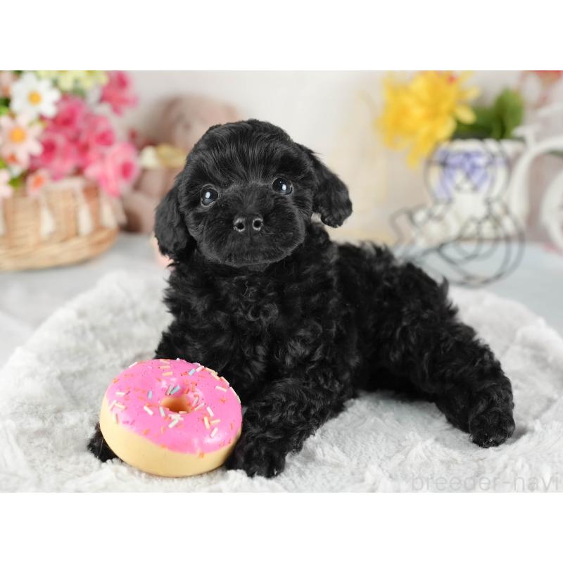 販売中の茨城県のトイプードル-447684の7枚目