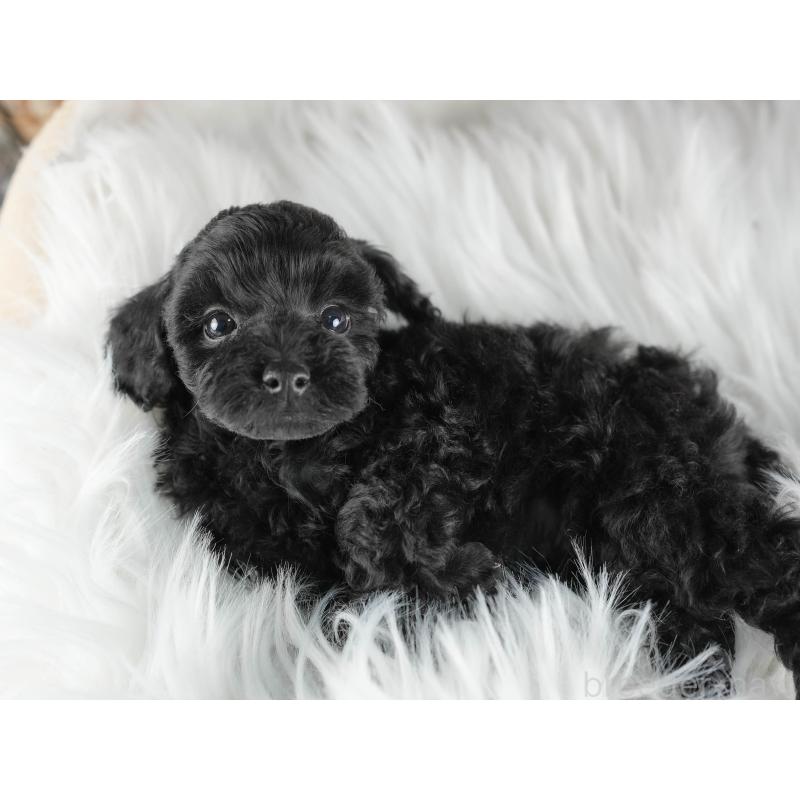 販売中の茨城県のトイプードル-447684の6枚目