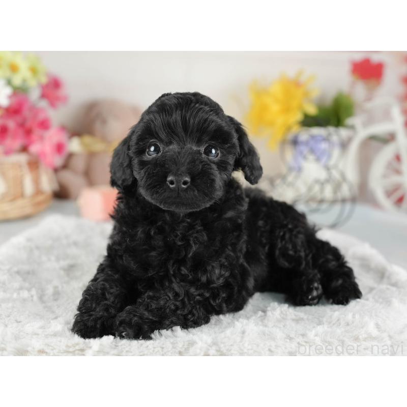 販売中の茨城県のトイプードル-447684の5枚目