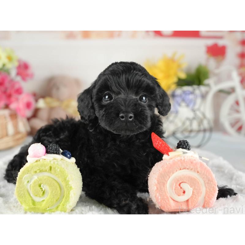 販売中の茨城県のトイプードル-447684の4枚目