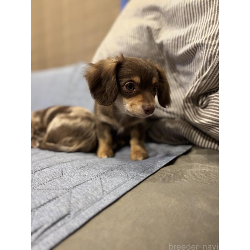 販売中の大分県のチワックス:チワワ×ミニチュアダックスフンド-438374の8枚目