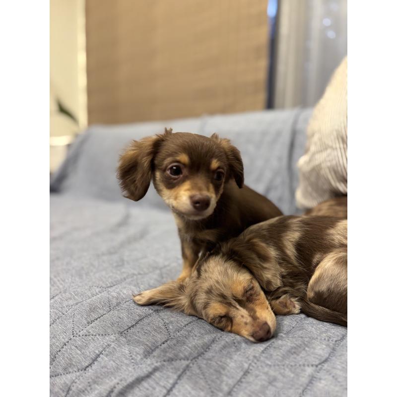販売中の大分県のチワックス:チワワ×ミニチュアダックスフンド-438374の7枚目