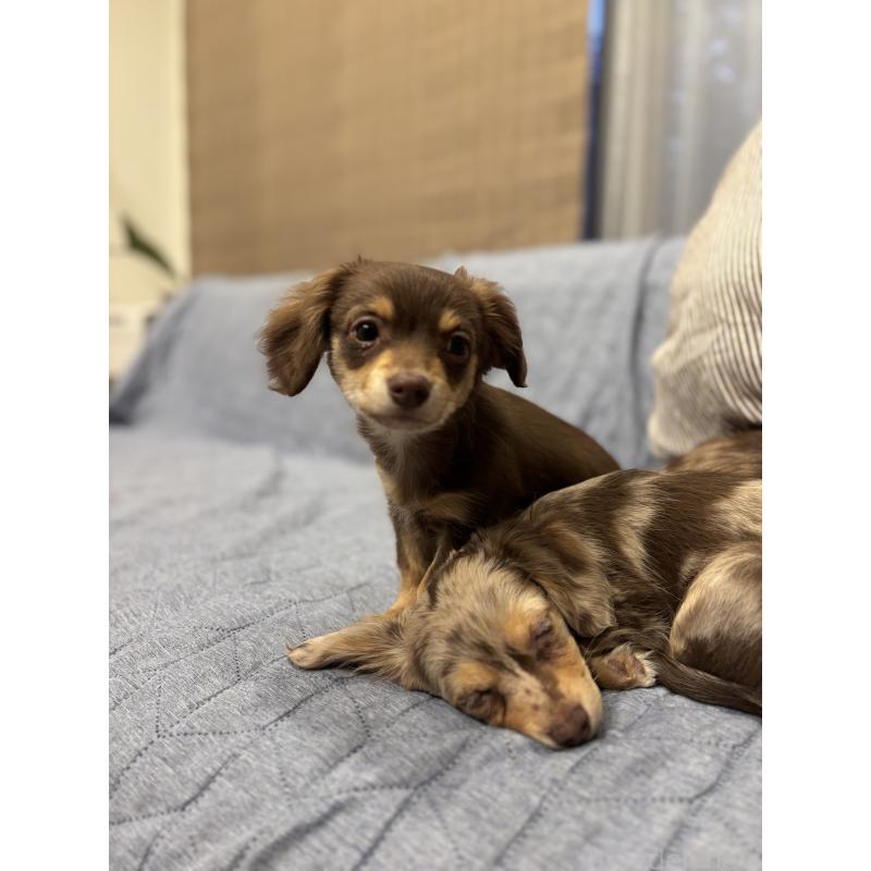 販売中の大分県のチワックス:チワワ×ミニチュアダックスフンド-438374の6枚目
