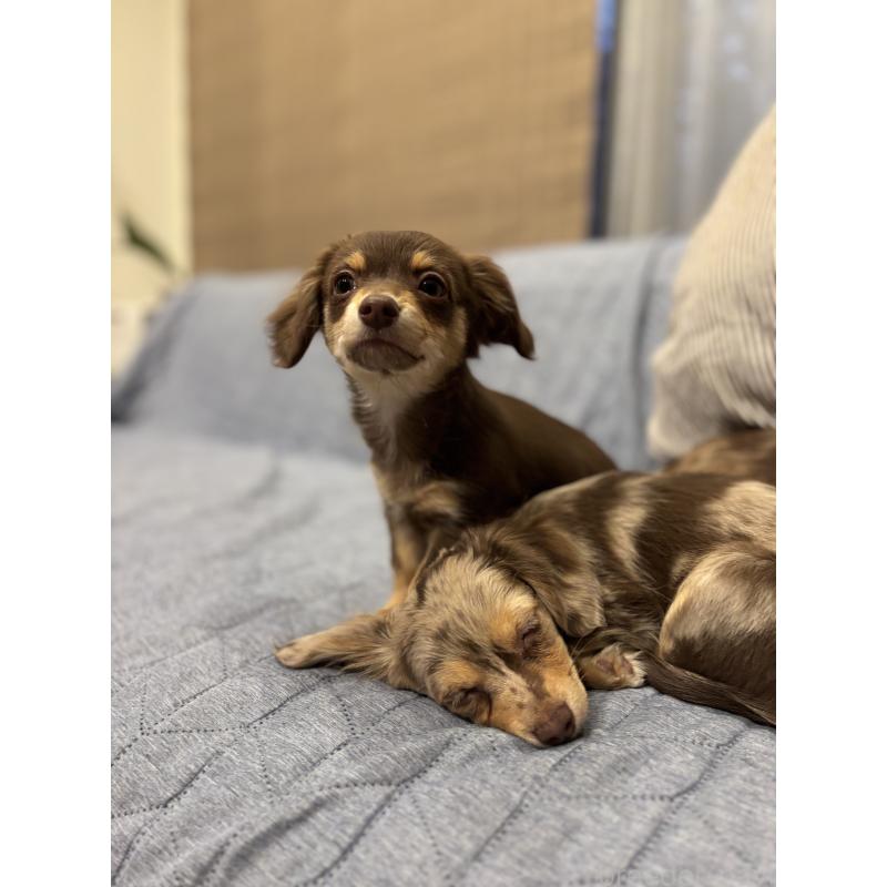 販売中の大分県のチワックス:チワワ×ミニチュアダックスフンド-438374の4枚目