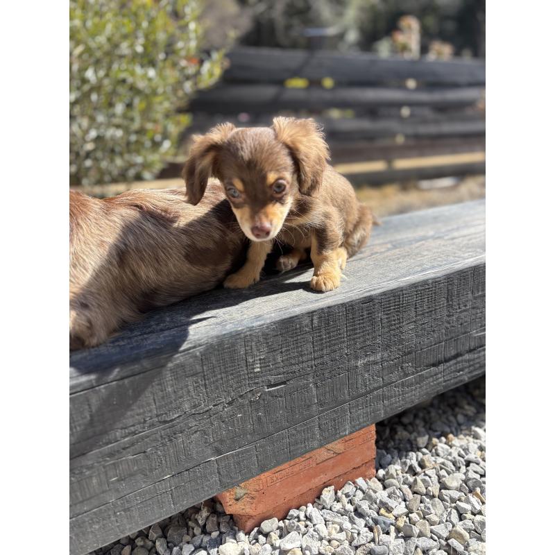 販売中の大分県のチワックス:チワワ×ミニチュアダックスフンド-438374の3枚目