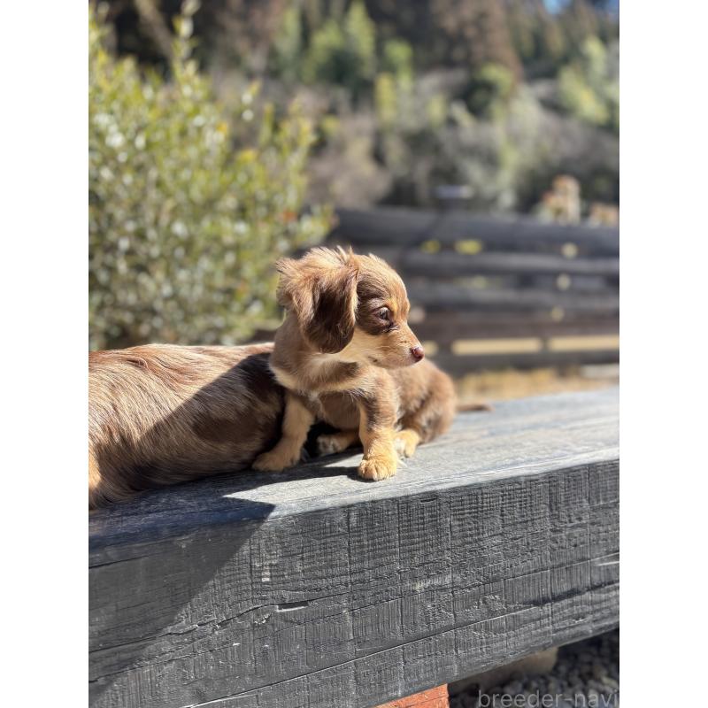 販売中の大分県のチワックス:チワワ×ミニチュアダックスフンド-438374の2枚目