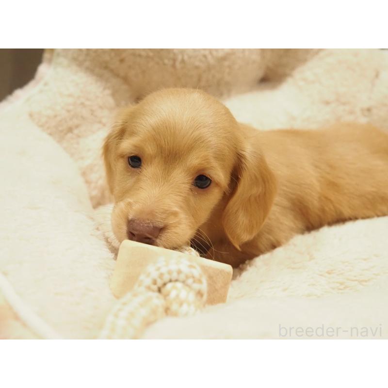 販売中の愛知県のミニチュアダックスフンド(ロングヘアード)-447686の8枚目