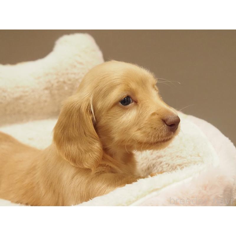 販売中の愛知県のミニチュアダックスフンド(ロングヘアード)-447686の6枚目