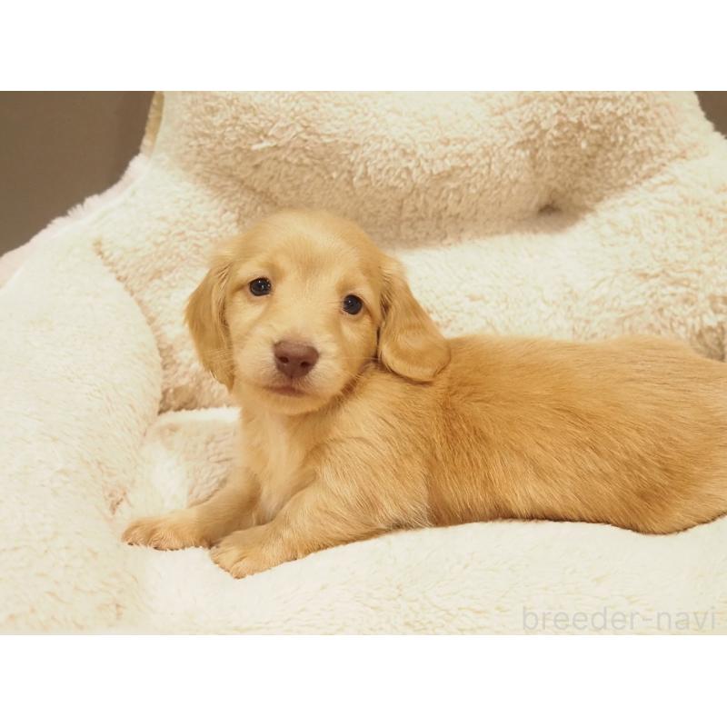 販売中の愛知県のミニチュアダックスフンド(ロングヘアード)-447686の5枚目