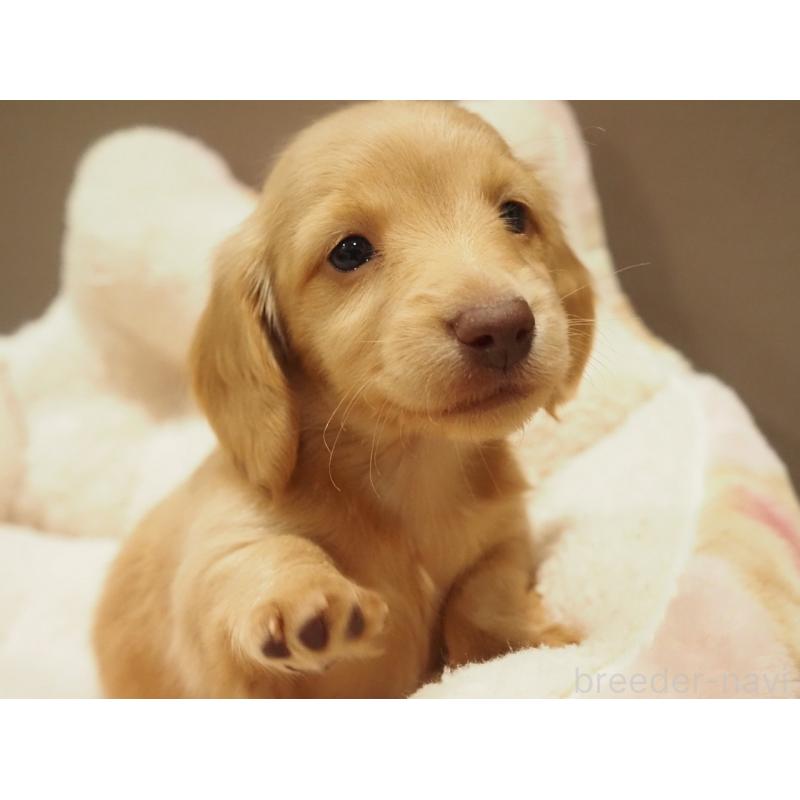 販売中の愛知県のミニチュアダックスフンド(ロングヘアード)-447686の4枚目