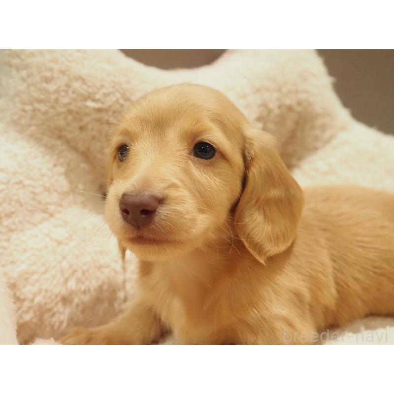 販売中の愛知県のミニチュアダックスフンド(ロングヘアード)-447686の3枚目