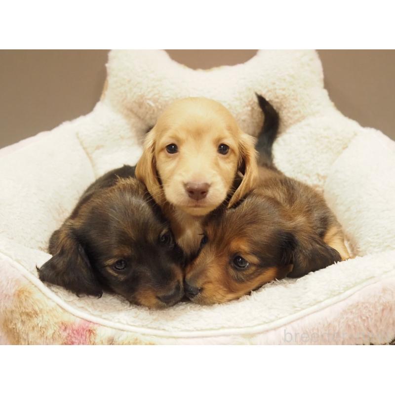 販売中の愛知県のミニチュアダックスフンド(ロングヘアード)-447686の2枚目