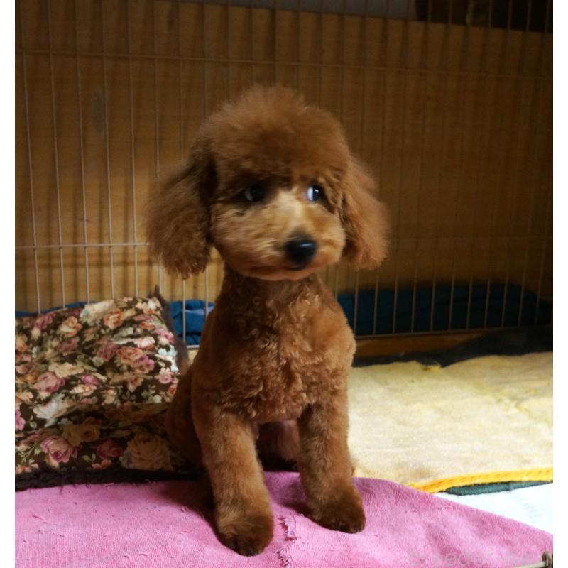 販売中の大阪府のトイプードル-426997の4枚目