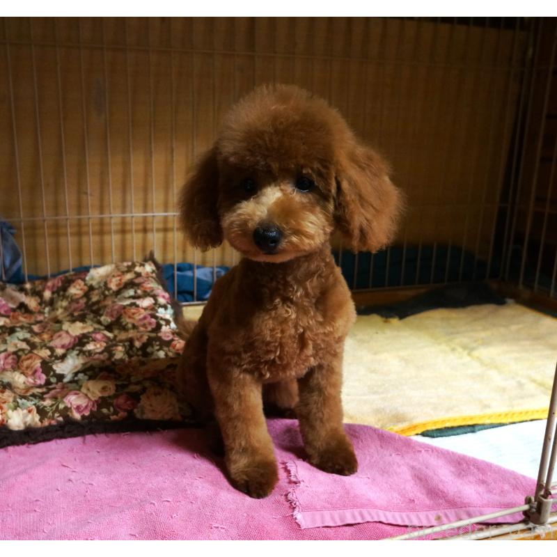 販売中の大阪府のトイプードル-426997の3枚目