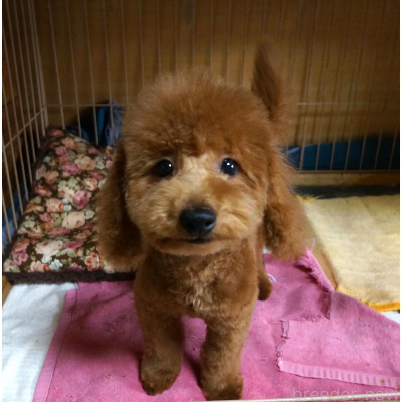 販売中の大阪府のトイプードル-426997の2枚目