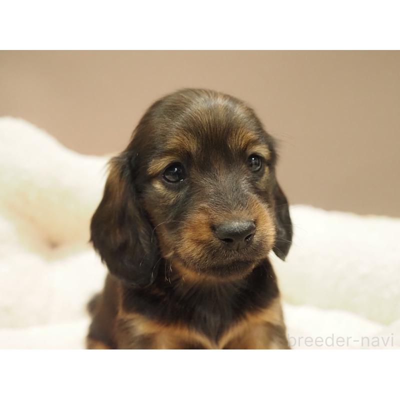 販売中の愛知県のミニチュアダックスフンド(ロングヘアード)-447687の8枚目