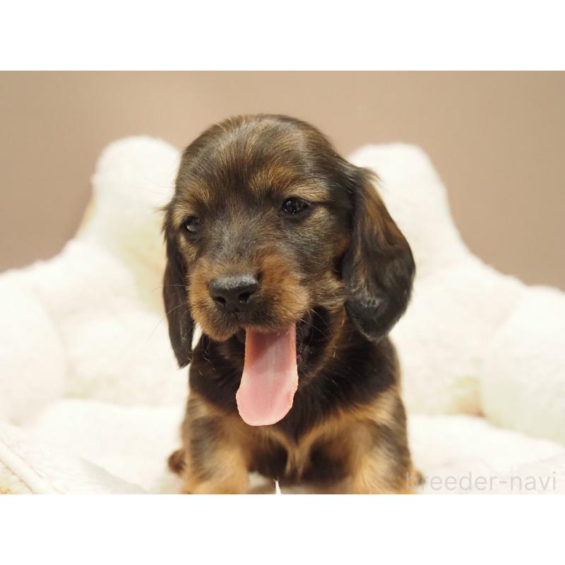 販売中の愛知県のミニチュアダックスフンド(ロングヘアード)-447687の7枚目