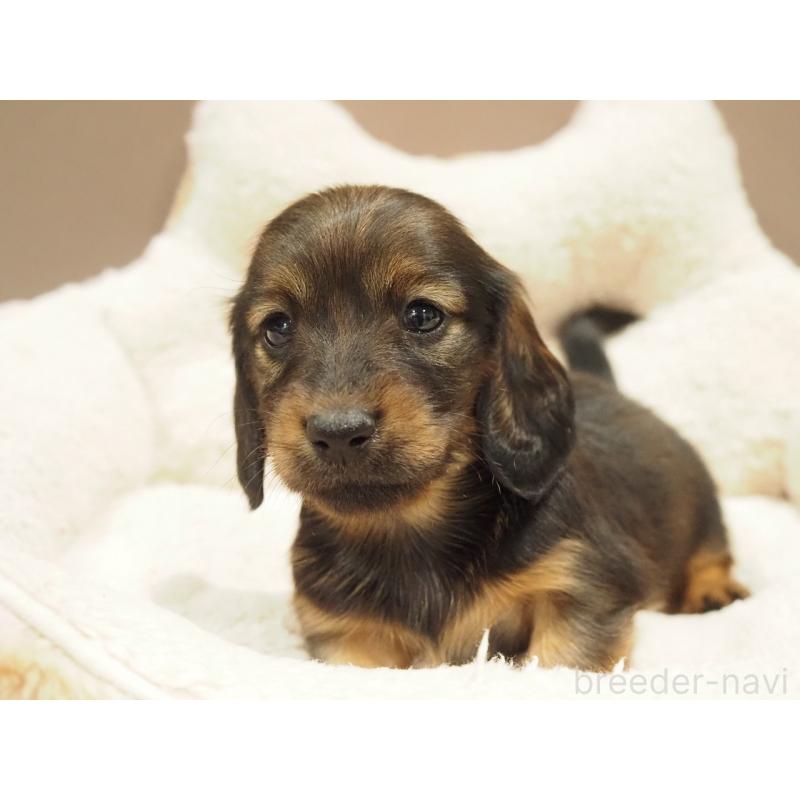 販売中の愛知県のミニチュアダックスフンド(ロングヘアード)-447687の6枚目