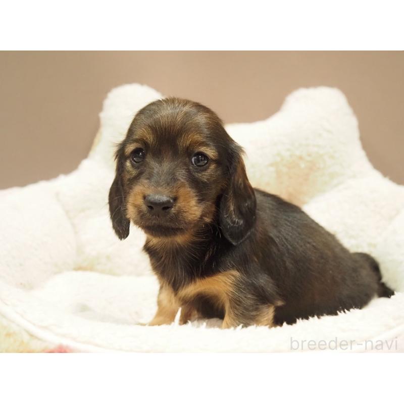 販売中の愛知県のミニチュアダックスフンド(ロングヘアード)-447687の4枚目