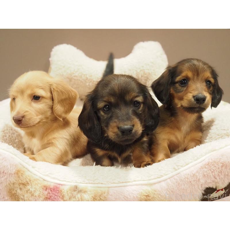 販売中の愛知県のミニチュアダックスフンド(ロングヘアード)-447687の2枚目