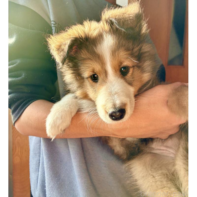 販売中の静岡県のシェットランドシープドッグ(シェルティ)-447225の5枚目