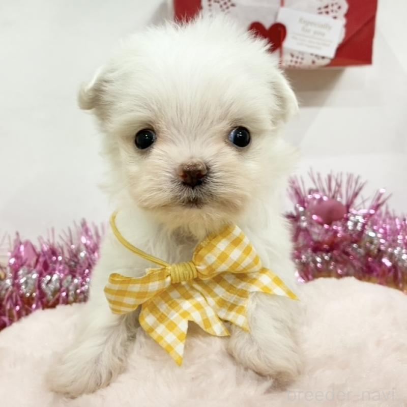 販売中の岐阜県のチワマル:チワワ×マルチーズ-447690