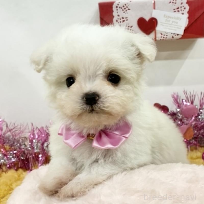 販売中の岐阜県のチワマル:チワワ×マルチーズ-447691