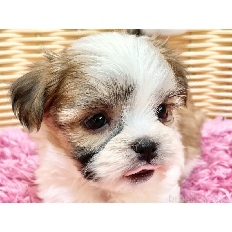 販売中の秋田県のマルシーズー:マルチーズ×シーズー-447725の18枚目