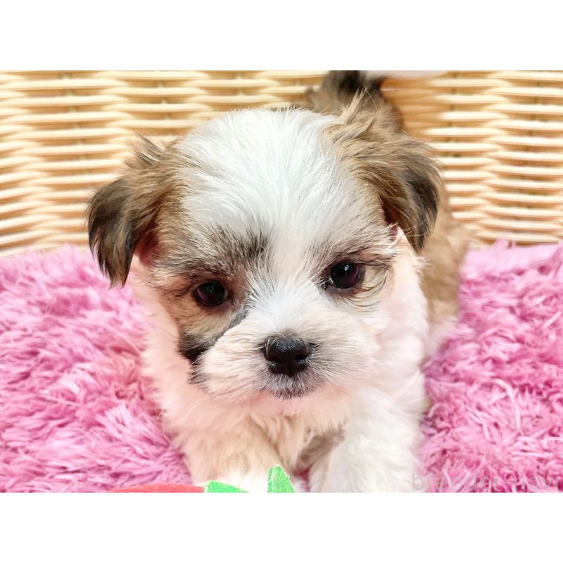 販売中の秋田県のマルシーズー:マルチーズ×シーズー-447725の17枚目