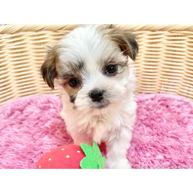 販売中の秋田県のマルシーズー:マルチーズ×シーズー-447725の15枚目