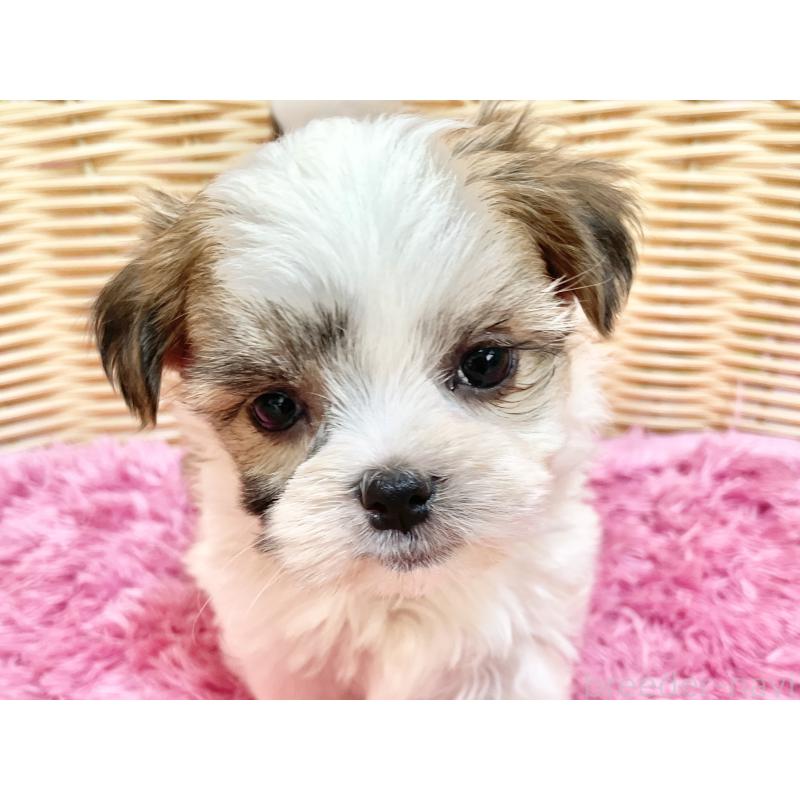 販売中の秋田県のマルシーズー:マルチーズ×シーズー-447725