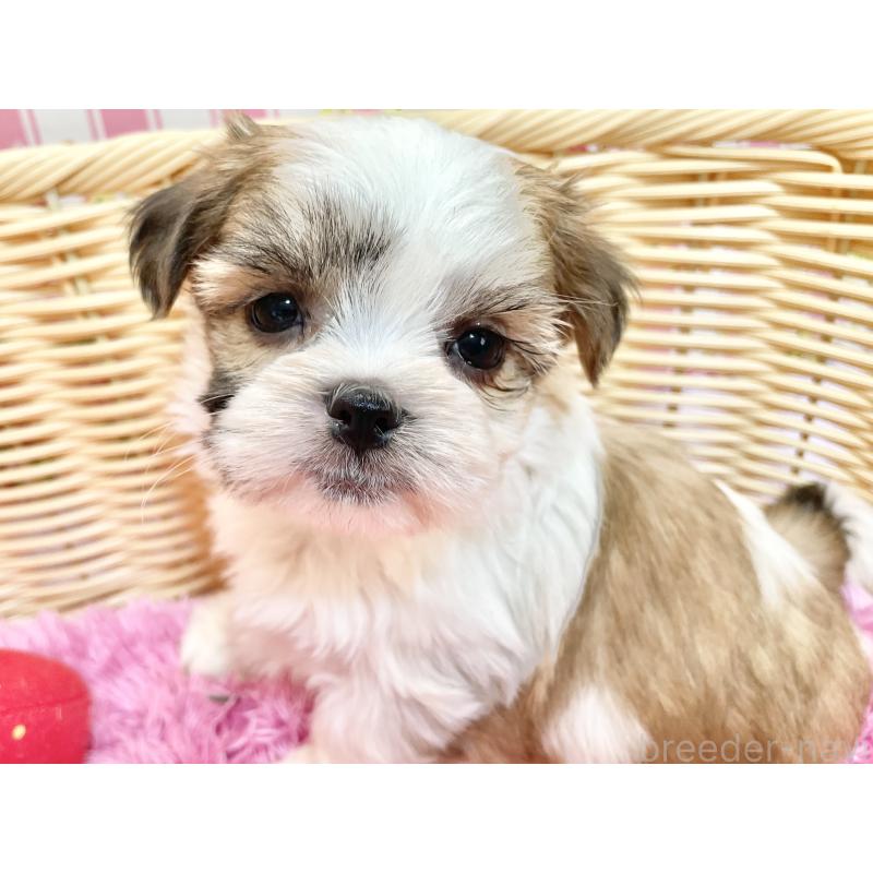 販売中の秋田県のマルシーズー:マルチーズ×シーズー-447725の14枚目