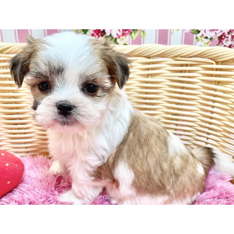 販売中の秋田県のマルシーズー:マルチーズ×シーズー-447725の12枚目