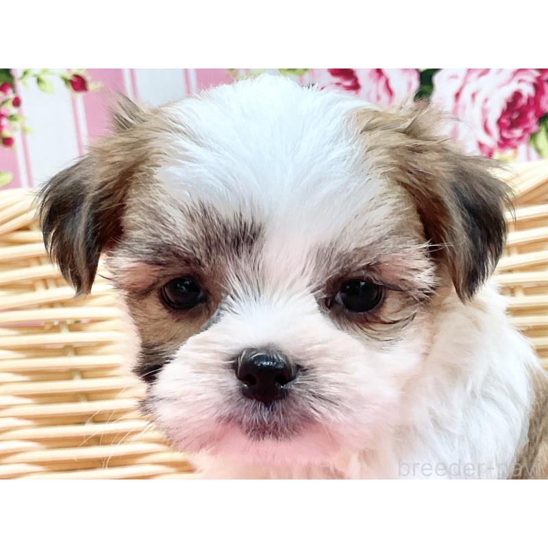 販売中の秋田県のマルシーズー:マルチーズ×シーズー-447725の11枚目