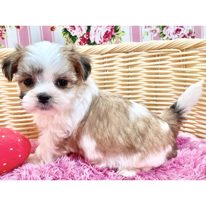 販売中の秋田県のマルシーズー:マルチーズ×シーズー-447725の10枚目
