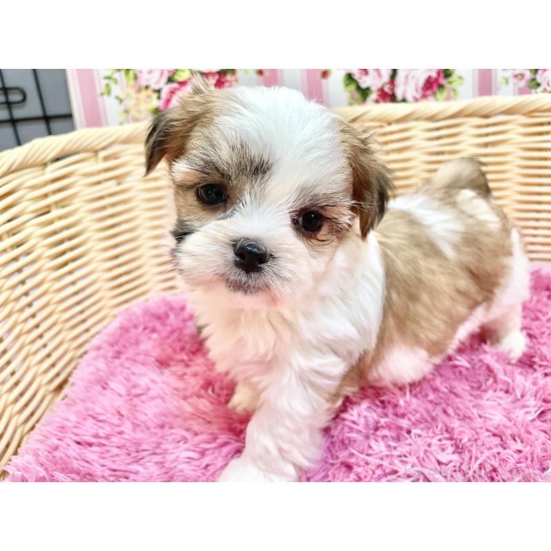 販売中の秋田県のマルシーズー:マルチーズ×シーズー-447725の9枚目