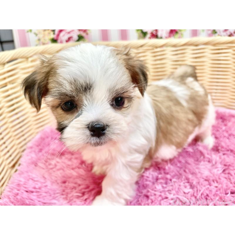 販売中の秋田県のマルシーズー:マルチーズ×シーズー-447725の7枚目