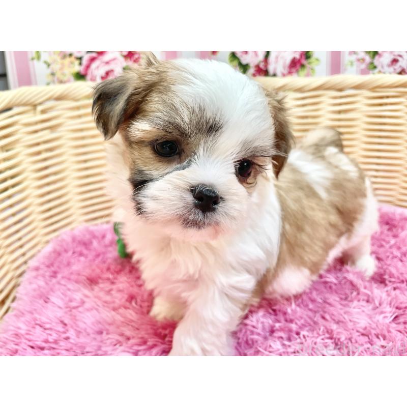 販売中の秋田県のマルシーズー:マルチーズ×シーズー-447725の6枚目