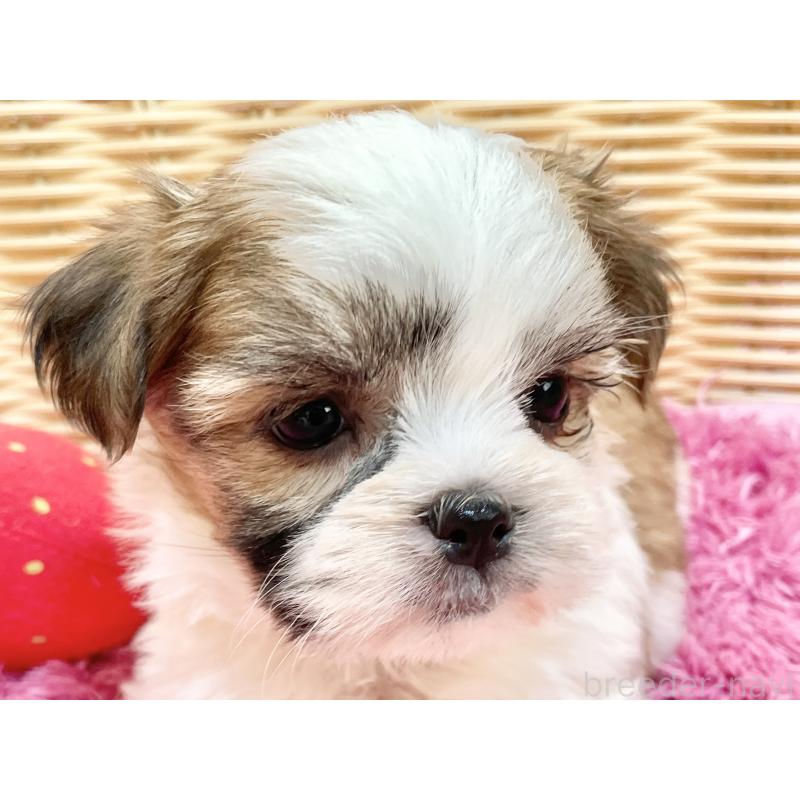 販売中の秋田県のマルシーズー:マルチーズ×シーズー-447725の4枚目